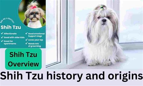  History: While the origins of the Shih Tzu are unclear, genetic testing has proven that it is an ancient breed