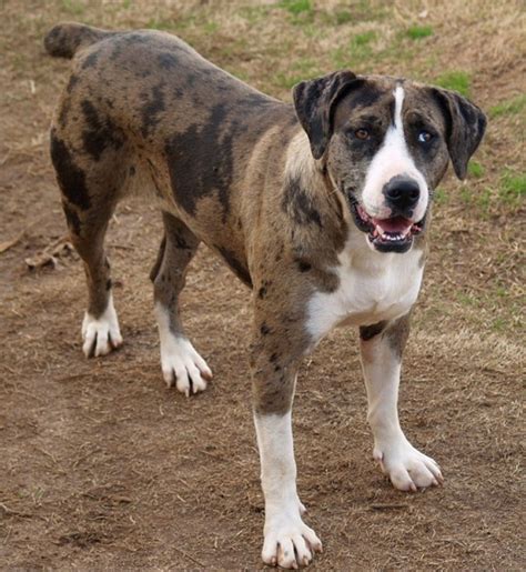  History Less - Catahoula bulldogs have been around for over years, for the most part in the southern United States