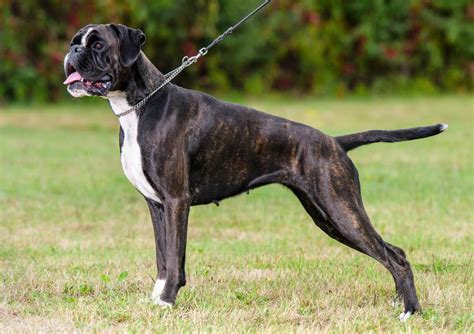  History The Boxer derives from two central European breeds of dog that no longer exist: the larger Danziger Bullenbeiser and smaller Brabenter Bullenbeiser