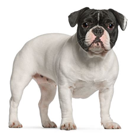  History The French Bulldog originated in 19th Century Nottingham, England, where lace makers decided to make a smaller, miniature, lap version of the English Bulldog that was referred to as a "toy" bulldog