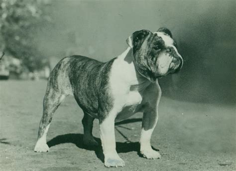  History With the most distinctive mug in dogdom, the Bulldog has an equally distinctive history