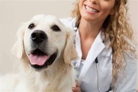  Holistic and integrative vets are usually very familiar with CBD and will be easily able to answer your questions