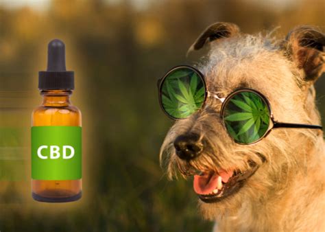  Holistic vets often recommend CBD oil for a safer and more affordable alternative