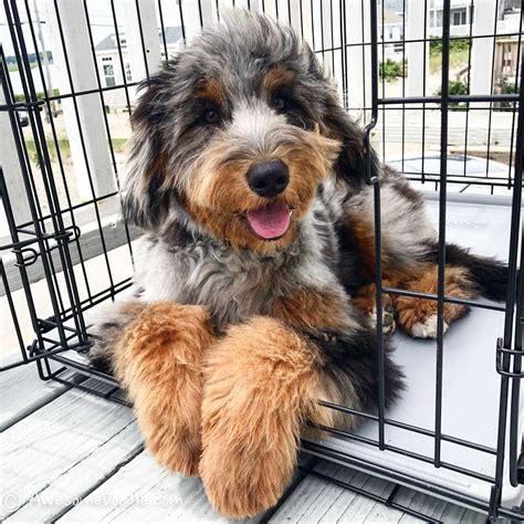  Home delivery and airport pickup at SJC now available!  What sizes do Aussiedoodles for sale in Hanford come in? Aussiedoodles come in a variety of sizes, depending on the breed of the parents