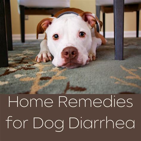  Home remedies for Frenchie with diarrhea: Allowing your dog to fast or go without food for 12 to 24 hours is a popular method to treat diarrhea in dogs at home; however, French Bulldogs are a smaller breed that requires nutrients during illness and would not benefit from this method