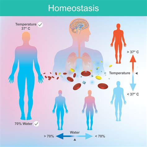  Homeostasis refers to your body