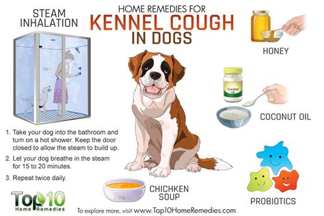  Honey coats the throat and makes it easier to swallow, and the antibacterial properties can help fight kennel cough