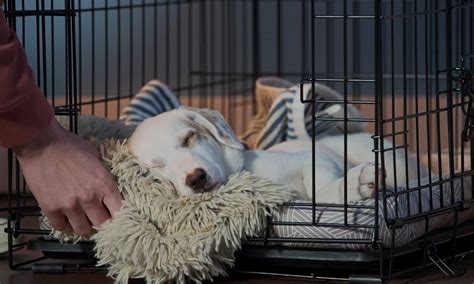  Hopefully, your puppy loves the crate and sleeps through the first night without a peep