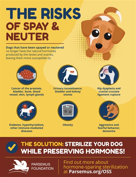  Hormonal changes can cause neutered dogs to become less active than their fertile counterparts