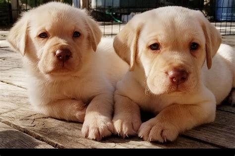  Houston White Labrador puppies
