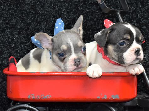  HoustonBreeders has brought you another litter of gorgeous Bulldog babies! Call for more info! Beautiful Lilac and Tan and Chocolate and Tan puppies!  American Bulldogs for Sale in Seattle