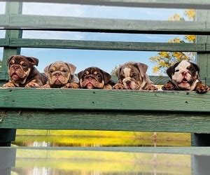  HoustonBreeders has brought you another litter of gorgeous Bulldog babies! Call for more info! Beautiful Lilac and Tan and Chocolate and Tan puppies!  Nickname: Litter of 2 on PuppyFinder