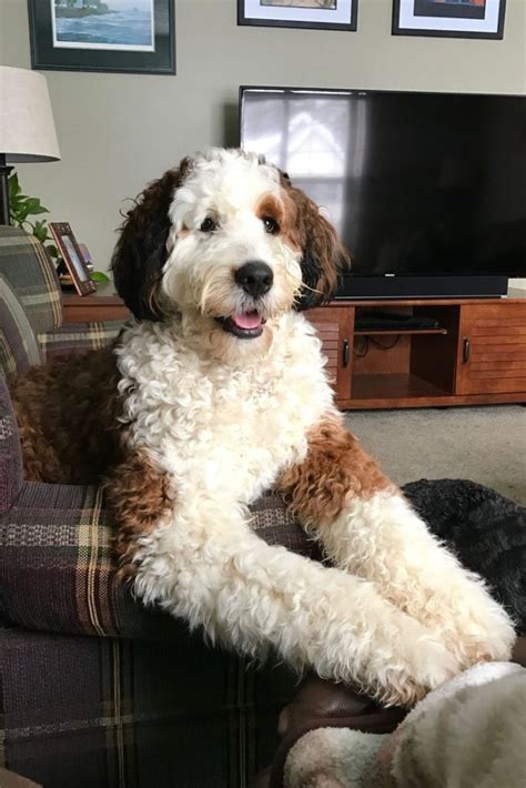  How Big are Bernedoodles vs