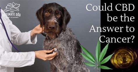  How CBD Oil May Help Dogs With Cancer Depending on the type of cancer, as well as the stage of progression, a veterinarian or veterinary oncologist a vet with a specialization in cancer may recommend a variety of treatment protocols: Surgery to remove tumors, chemotherapy to help shrink them, and auxiliary medications to address the side effects of treatment
