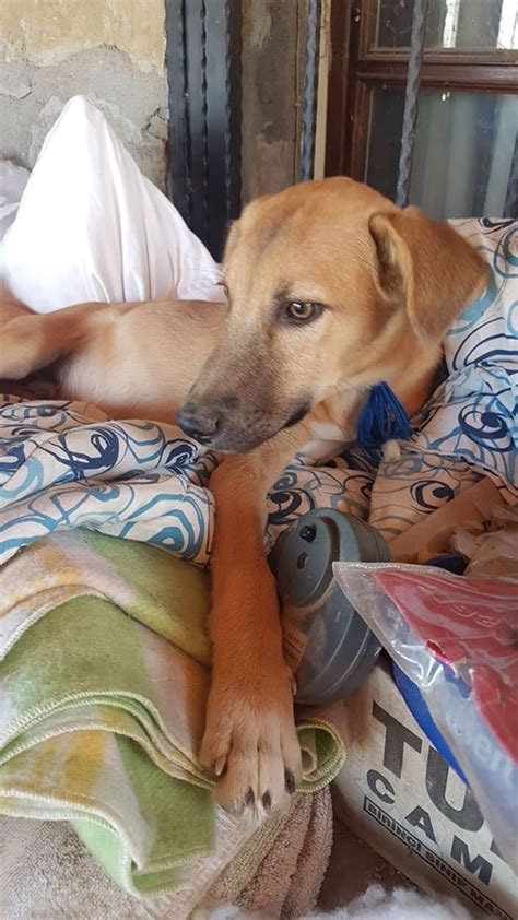  How CBD helped one rescue dog As a rescue pup, Bennie had a rough start and continued to suffer from significant anxiety all his life, including having frequent nightmares