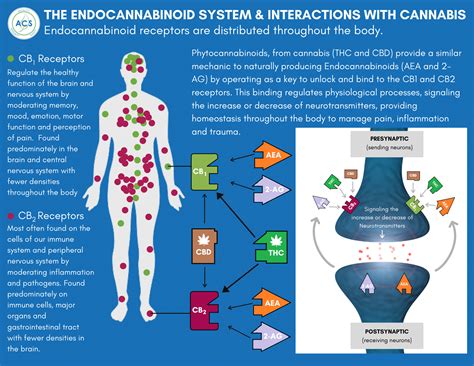  How Does the Endocannabinoid System Work? With CB1 and CB2 receptors throughout the body — in the brain, central nervous system, and organs — the ECS maintains equilibrium between the different elements of the body, a balance called homeostasis