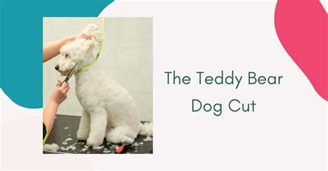  How Groomers Give a Teddy Bear Cut There is significant time and skill required to achieve this style, which is why it can be quite a bit more expensive