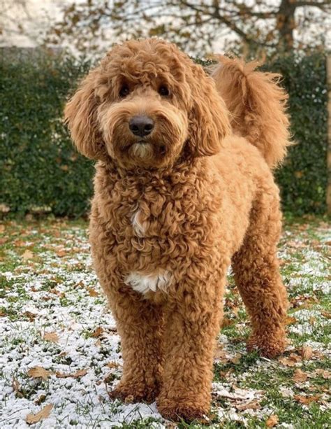  How Long Do Goldendoodles Live? Goldendoodles live for between 10 and 15 years