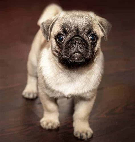  How Much Does a Pug Cost? He is very handsome and his personality makes him even more cute