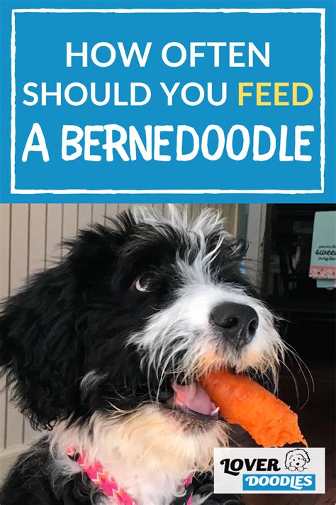  How Much to Feed a Bernedoodle One of the most common questions we get is how much to feed their puppy, teenager and adult bernedoodle