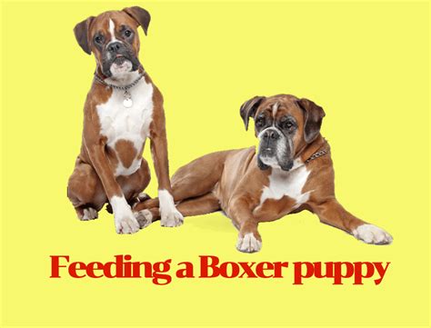  How Often to Feed a Boxer Puppy or Dog Let