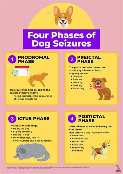  How Seizures Happen to Dogs Like humans, seizures in dogs result from sudden, abnormal electrical activity in the brain