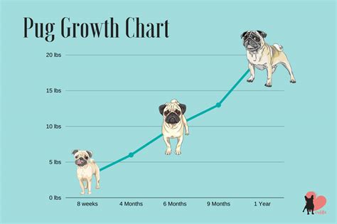  How a Pug ages and his growth is rapid, yet can be staggered during the first year