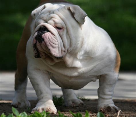  How big do English Bulldogs get? English bulldogs can weigh up to 50 pounds and can grow as tall as 15inches