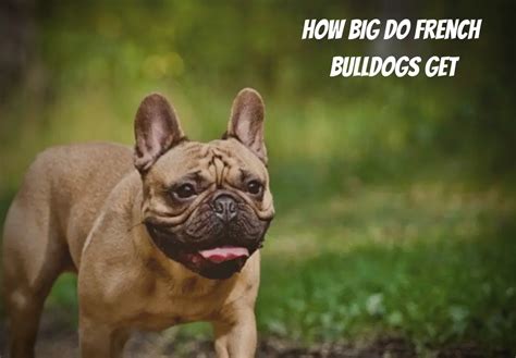  How big do French Bulldogs for sale in Cortland get? French Bulldogs have a relatively small size when compared to other breeds in its family