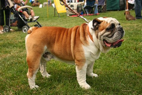  How big does a Bulldog get? What is Bulldog temperament like? Bulldogs are classified as medium-sized and can reach a weight of pounds