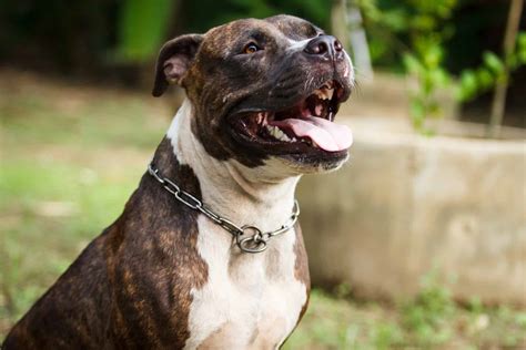  How big does an American Bulldog Pitbull mix get? Most Bully Pits are medium-sized , with bodies that are muscular and compact