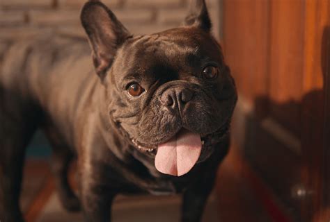  How big is the Chocolate Frenchie? A Chocolate French Bulldog is a small-sized dog breed standing 11 to 12 inches 28 to 30 cm tall at the shoulder
