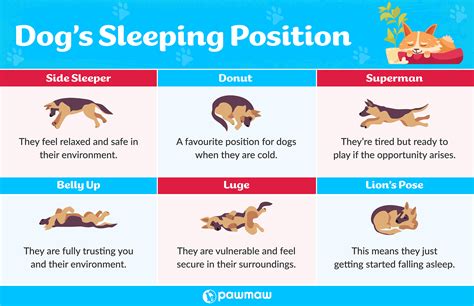  How can I encourage my puppy to sleep in a comfortable position? Encouraging a puppy to sleep comfortably can be achieved by providing a soft and supportive sleeping surface, adjusting the temperature in the room, and offering comforting scents