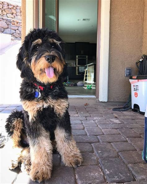  How can I get a phantom Bernedoodle What is a phantom bernedoodle? Phantom coloring is a dog that has one main color, and then has 