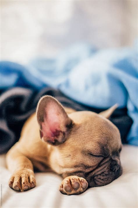  How can I help your French Bulldog sleep through the night? Play with them right before bedtime Since your French Bulldog sleeps so much during the day, it may disrupt their sleep at night