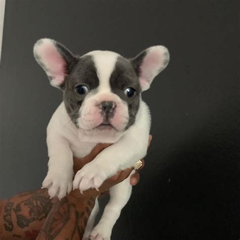  How can I know that my puppy will be healthy? Our commitment to your satisfaction means that every business with Nashville French Bulldog puppies for sale on our site also shares our passion for puppy welfare