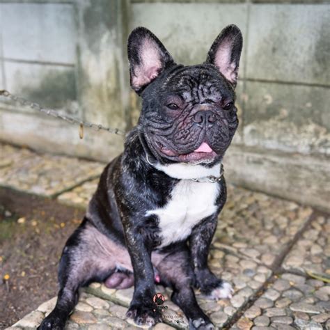  How can I manage allergies with French Bulldog puppies for sale in Fargo? Managing allergies caused by French Bulldogs begins with knowing the source of the allergy