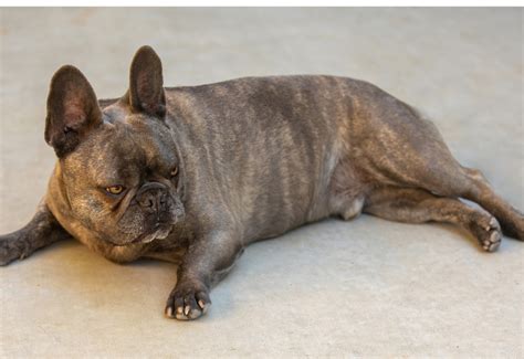  How can I tell if my French Bulldog is overweight or underweight? If you can see the ribs, spine, and hip bones prominently, your Frenchie may be underweight