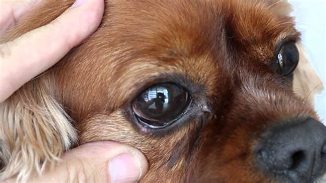  How can you spot that your dog has this? Any or all of these symptoms may be apparent: Obvious eye discomfort