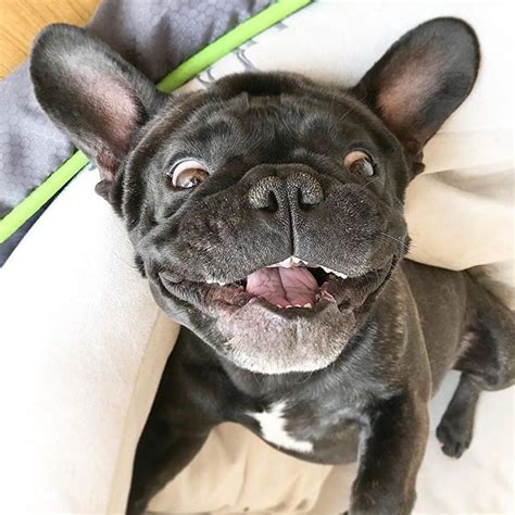  How can you take them seriously when they look so goofy? French Bulldogs should be trained using positive reinforcement