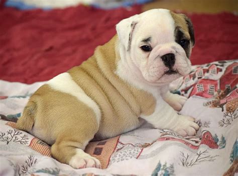  How do I find a good English Bulldog breeder? It takes time to find a new happy healthy English Bulldog puppy and that is ok
