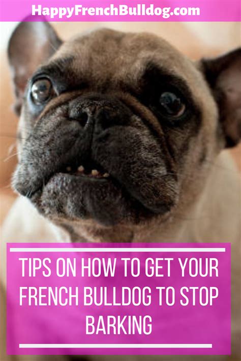  How do I get my French Bulldog to stop barking? You can see how this method work with this infographic from the Dog Training Excellence website