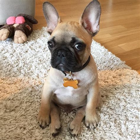  How do I help my underweight French Bulldog? The obvious and best thing to do is consult your local vet as soon as possible