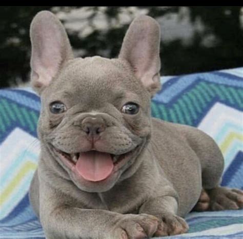  How do I know I can trust Uptown? Looking for a French Bulldog Virginia online can feel quite intimidating, and it