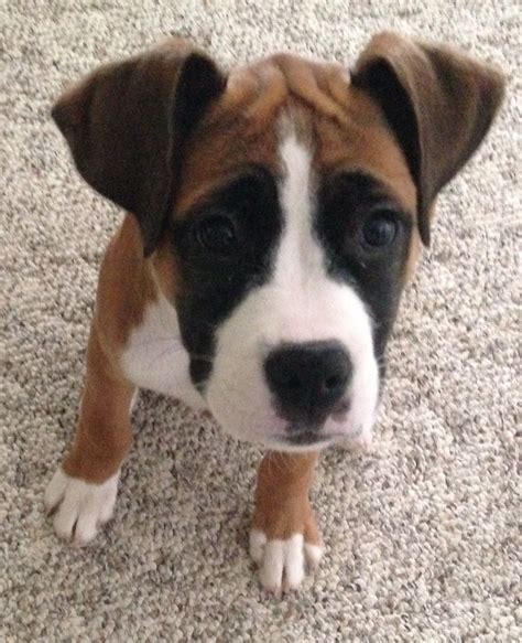 How do I train a Boxer Bulldog mix? Early socialization and obedience training are necessary for Boxer Bulldog puppies to grow up as happy and well-behaved dogs