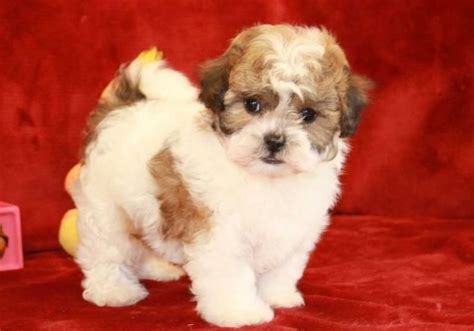  How do I use the Uptown Puppies site? Use our puppy finder to find the dog of your dreams, contact the breeder though the listing and let the breeder do the rest! They will work with you to put your new little lovebug in your arms safe and sound