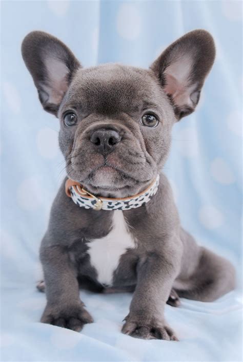  How do breeders achieve the mini French Bulldog Puppies? Dwarf Frenchie dogs Taking the role of god to their hands - Cultivating the dwarfism mutation gene in a line of French Bulldogs