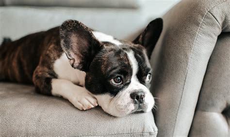  How do you deal with separation anxiety in French Bulldogs? French Bulldogs are very prone to separation anxiety