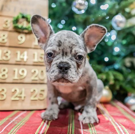  How do you screen French Bulldog breeders Miami? All day we are messaged and called by breeders and businesses who want to be part of the Uptown network