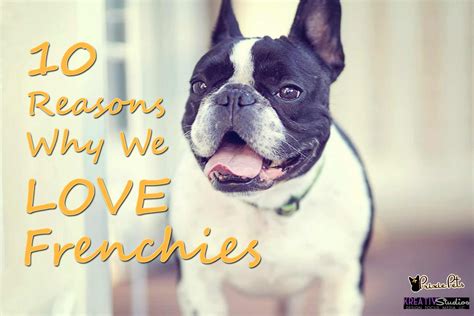  How do you screen businesses selling Frenchies? Well, we take our time to independently screen each and every one of them, assessing their qualities in terms of experience, professionalism, animal welfare, facility cleanliness, and more
